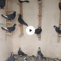 بیله نر فروشی