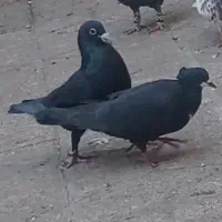 کفتر کرمونی