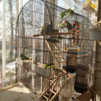 طوطی بریزیلی|پرنده|تهران, امام زاده عبدالله|دیوار