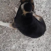 ماده نسل دار