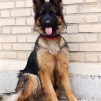 سگ ژرمن ماده معاوضه با موتور