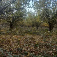 باغبانی|خدمات باغبانی و درختکاری|بروجرد, |دیوار