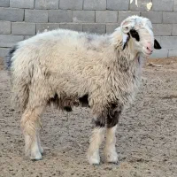 فروش یک راس کوهه قوچ بذری همه چی تموم