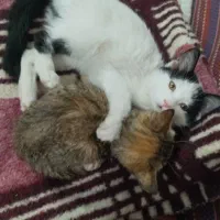 دخترای کوچولو