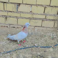 گرفتنی|پرنده|خرمشهر, |دیوار