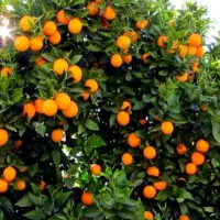 خریدار پرتقال تامسون برگی  برای صادرات مخوام