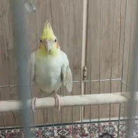 عروس هلندی نر