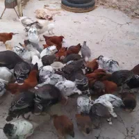 بوقلمون،جوجه محلی و مرغ تخم گذار