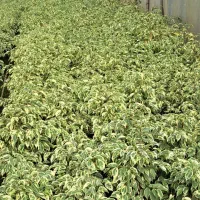 گل بنجامین ابلق سطل ۴ و ۷|گل و گیاه طبیعی|شیرود, |دیوار