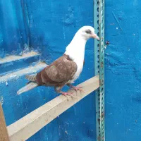 کبوتر کله سفید