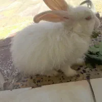 یک عدد خرگوش باشت