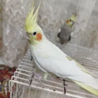 عروس هلندی دستی
