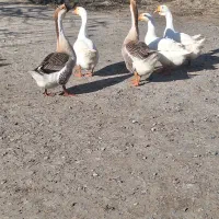 فروش قو غاز اوکراینی