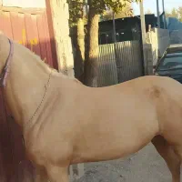 اسب مادیون|اسب و تجهیزات اسب‌سواری|خمینی‌شهر, |دیوار