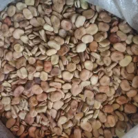 باقله بذری