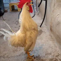 خروس سفید