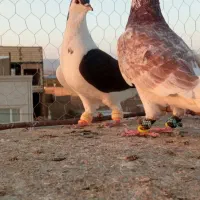 گرفتنی|پرنده|سبزوار, کهنه آب|دیوار