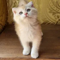 گربه اسکاتیش پرشین|گربه|قزوین, |دیوار