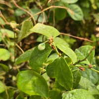 ـ نهـال بلوبری دوک|خدمات باغبانی و درختکاری|آمل, |دیوار