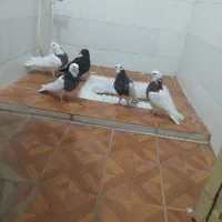 پنج پرنده تمیزوسالم