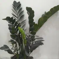 دفتر سبز ها گل ها