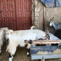 بز آبستن رو مایه دوقلو زا