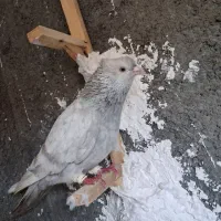 کلاغ خطی الماسی نر پرشی