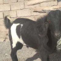 پاچن وبز فروشی۲۴