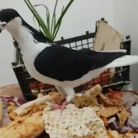 دو کبوتر چپ و دم سفید