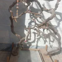 درختچه زینتی پرنده با چوب طبیعی