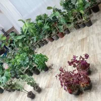 گل آپارتمانی