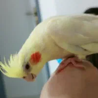 عروس هلندی لوتینو نر بدون قفس