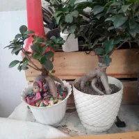 بونسای سالم