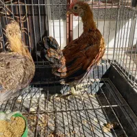 نیمچه مرغ و خروس لری اصیل|حیوانات مزرعه|مبارکه, |دیوار