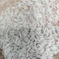 برنج ممان میانه خرید مستقیم از کشاورز