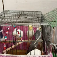 دوجفت عروس هلندی