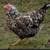 مرغ خروس گلین
