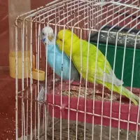 جفت مرغ عشق|پرنده|برازجان, |دیوار