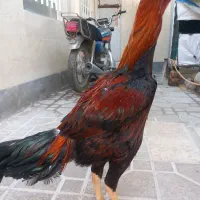 لاری