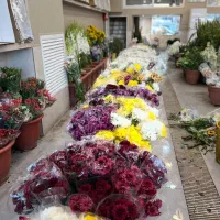 پخش گل داوودی و آلستر و لیلیوم به مناسبت روز دختر