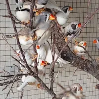 کوتوله برزیلی و فنچ زبرا|پرنده|فسا, |دیوار