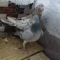 یک جفت سرور