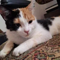 گربه گمشده ۱۷۲ بلوار گیلان