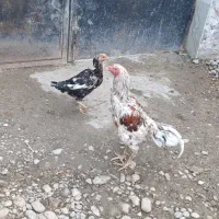 فروش مرغ خروس لاری طوس مرغ چیل|حیوانات مزرعه|علی‌آباد کتول, |دیوار