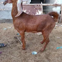 بز ماده|حیوانات مزرعه|سوسنگرد, |دیوار