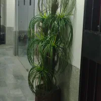 فروش ظروف و وسایل دکوری و پرده و نخل مصنوعی