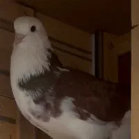 کبوتر باخت رفته