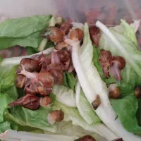 فروش بچه حلزون