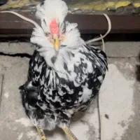 تخم نطفه دار و جوجه گلین چهل تاج ریش