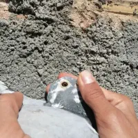 جان اردن اصلی پلاکی